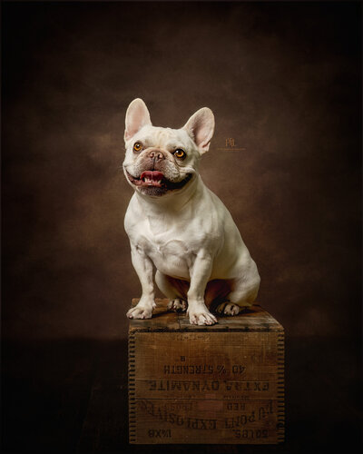 Discover the elegance of a fine art dog portrait in Vancouver with Pets through the Lens Photography. This exquisite image features a dignified French Bulldog, captured in a classic, painterly style against a rich, textured backdrop. Specializing in high-quality pet portraits, our professional studio ensures each session highlights the unique beauty and personality of your pet. Choose Pets through the Lens Photography for the finest pet photography experience in Vancouver, where every portrait is a timeless work of art.