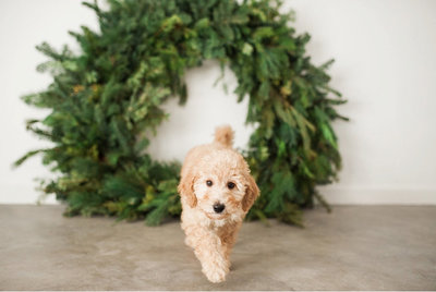 Doodle puppy with wreath - Jen Madigan Photography