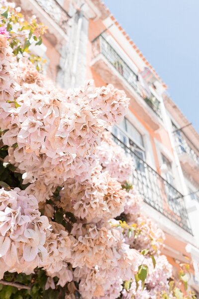 Pink blossoms on tree with pink building