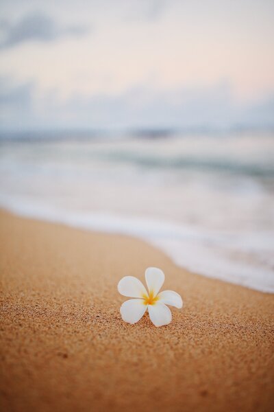 White Plumeria flower on sand with waves behind 