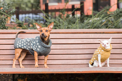 Chihuahua Dog and Terrier Mix standing on a bench