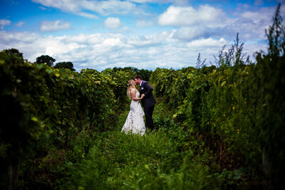 Bride and groom kiss in the middle of the vineyard at Quincy Cellars
