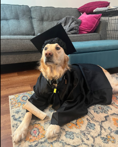 Dog in a down with a graduation cap and gown on