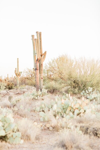 Photo of cactus varieties in Arizona
