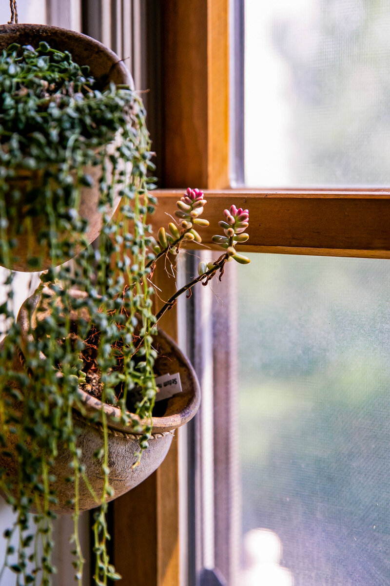 Hanging pots of string of pearls plants hung by a window
