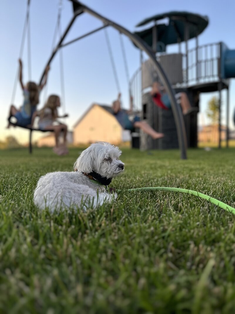 Calm dog outside with kids playing