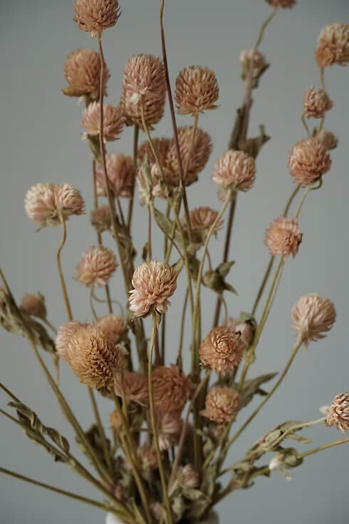 Dried Globe Amaranth Bunch (4)
