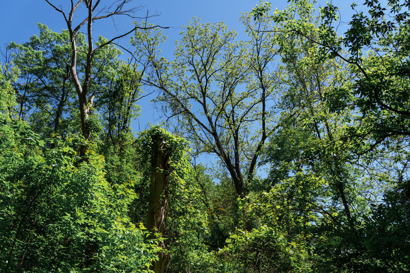 Peaceful woodland treetops reaching toward sky on bright afternoon – photographed by wedding photographer Niko Coric – Lumen Clarity Media.