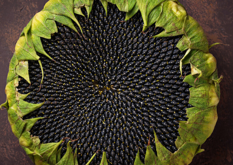 Picture of harvested sunflower seed
