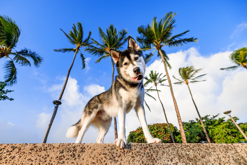 Keri-Nakahashi-Photography-Hawaii-Pet-Photographer-Husky-1