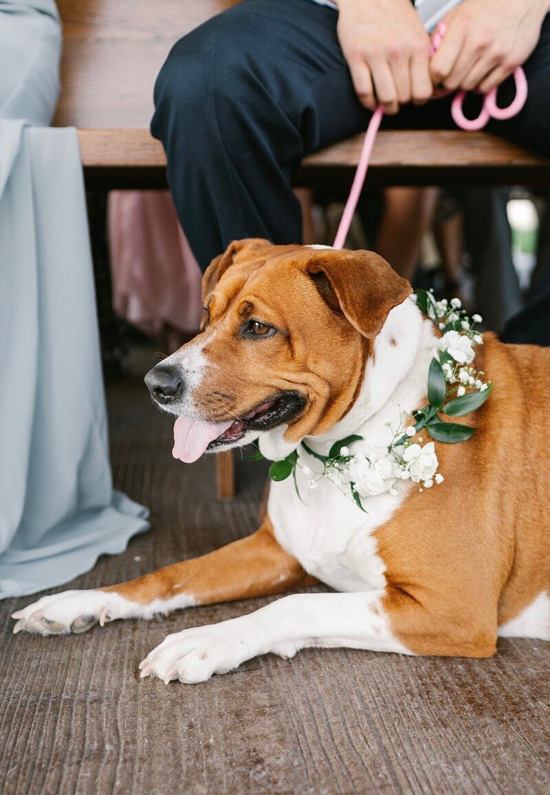 Dog wearing a flower collar on wedding day