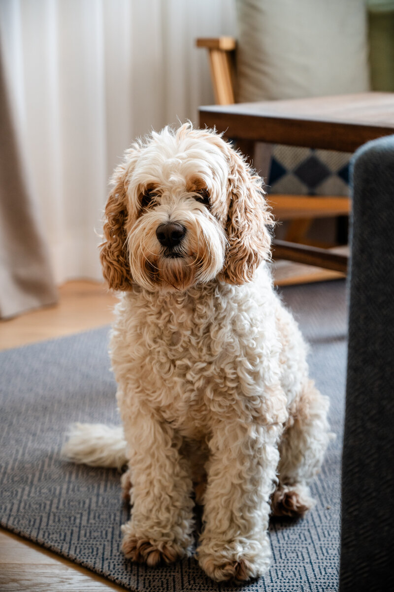 Wartender Hund im Zimmer des LOEV Hotels.