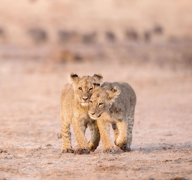 two lion cubs walking Africa - KC Abroad