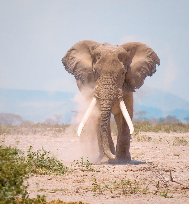 elephant walking on the savanna | KC Abroad