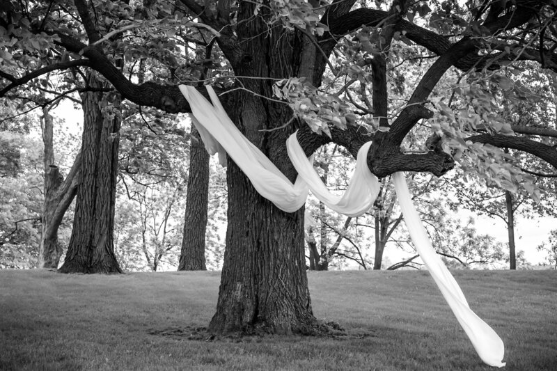 Black and white photo of newlyweds walking beneath large trees – photographed by wedding photographer Niko Coric – Lumen Clarity Media