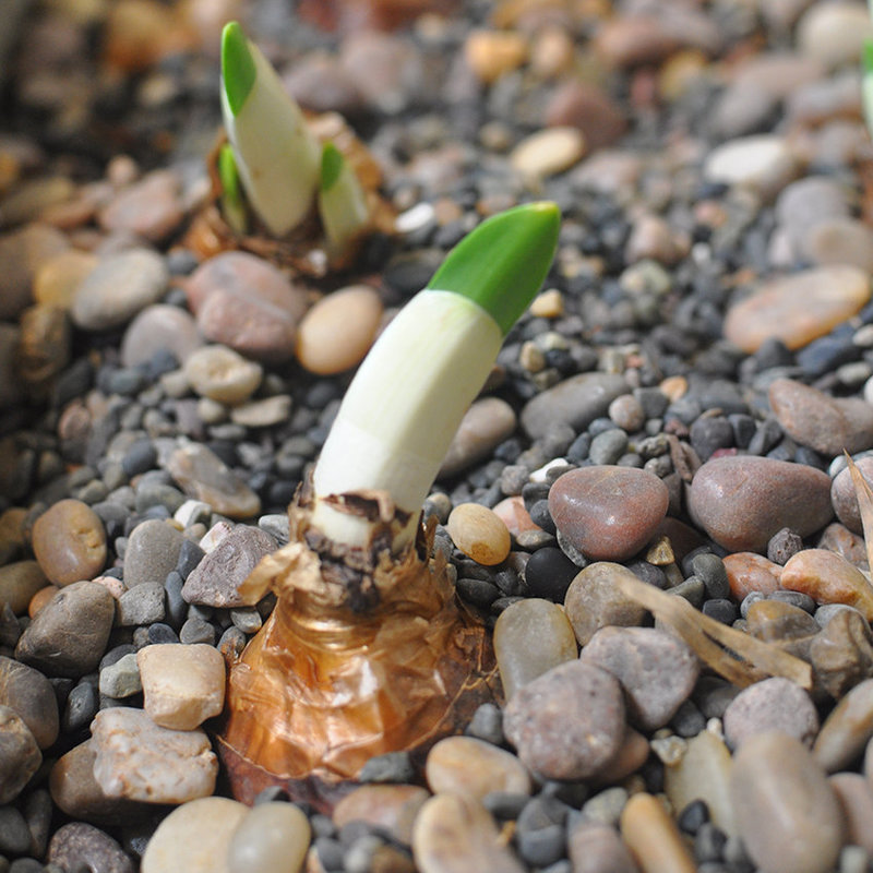 Unique home and garden goods that celebrate the season