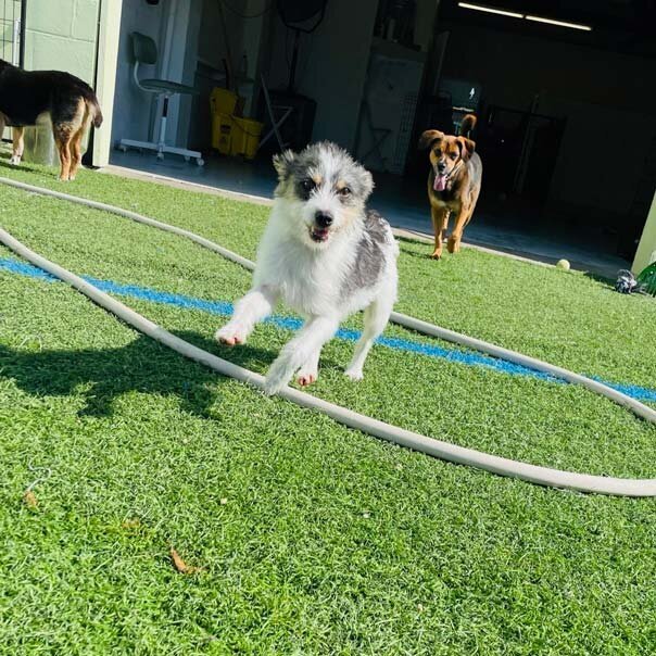 J-Tails-Boarding-How-it-Works-Gallery-2-St-Pete-Dog-Boarding-Doggy-Daycare