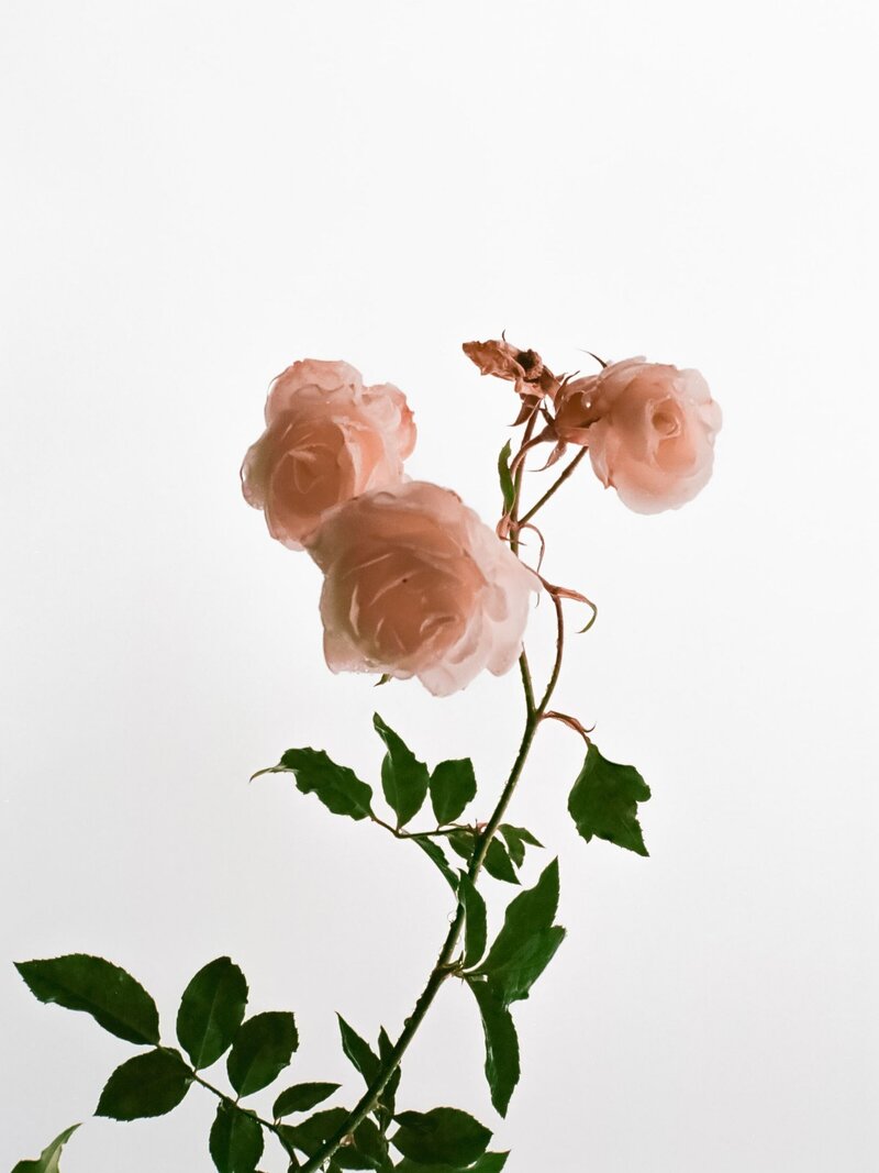 roses-stock-image