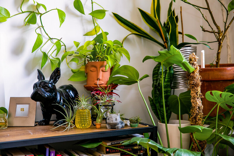 plants sitting on credenza in corner of apartment
