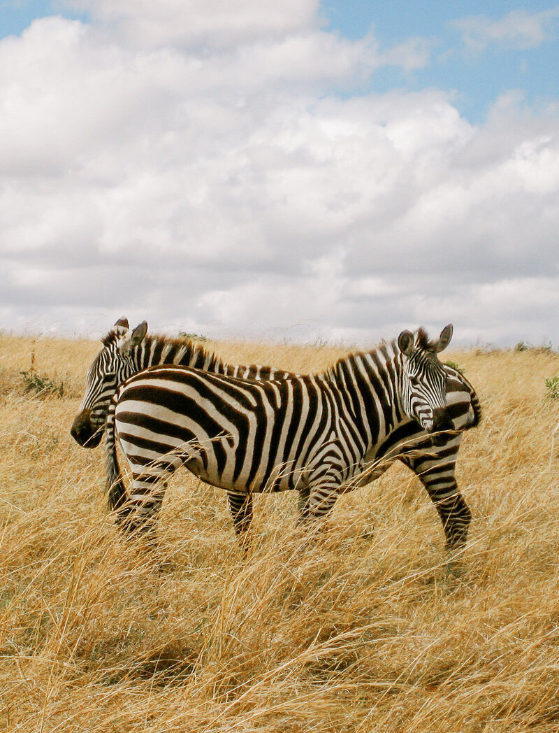 Anna-Wright-Photography-Tanzania-Safari-Art-2