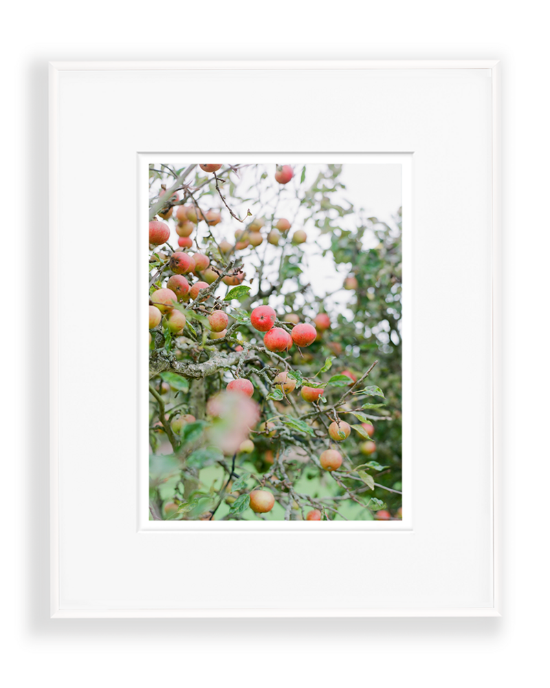 No. 26 - Fall Orchard Print