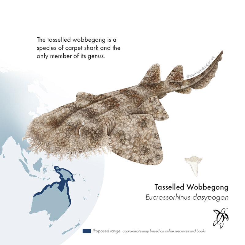 Townsend Majors' tasselled wobbegong shark scientific illustration infographic.