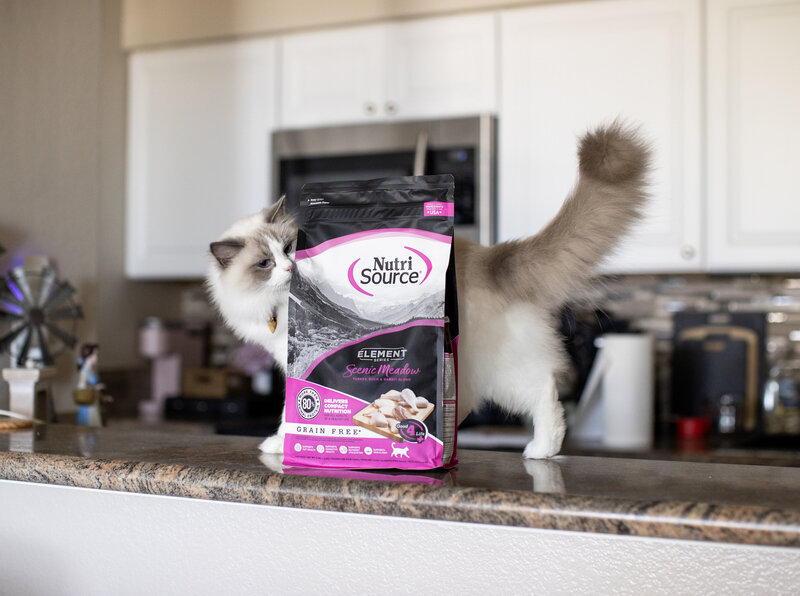 cat food photography
