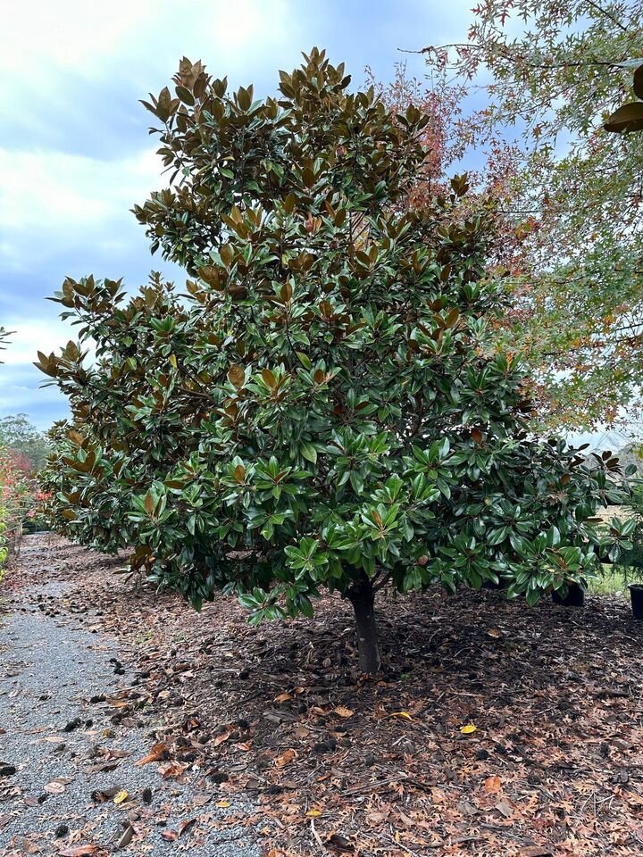 Go Green Nurseries - Mature Magnolia Grandiflora Exmouth - Sydney Plant Nursery