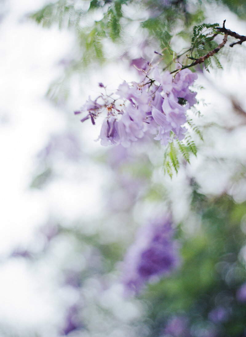 summerhope jacaranda 2