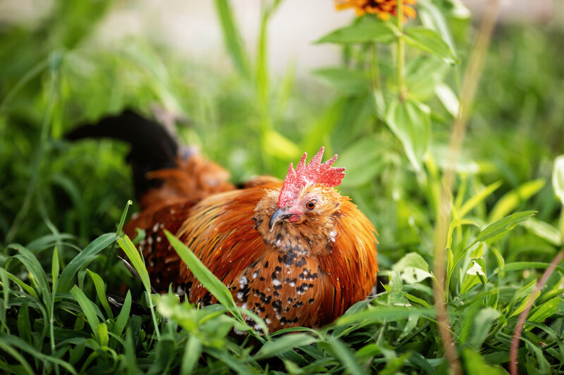 Mille Fleur D'Uccle rooster sitting down in tall grass