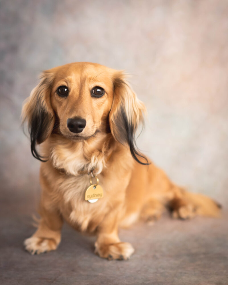 Pet photography session  in studio with a shaded cream longhaired mini dachshund