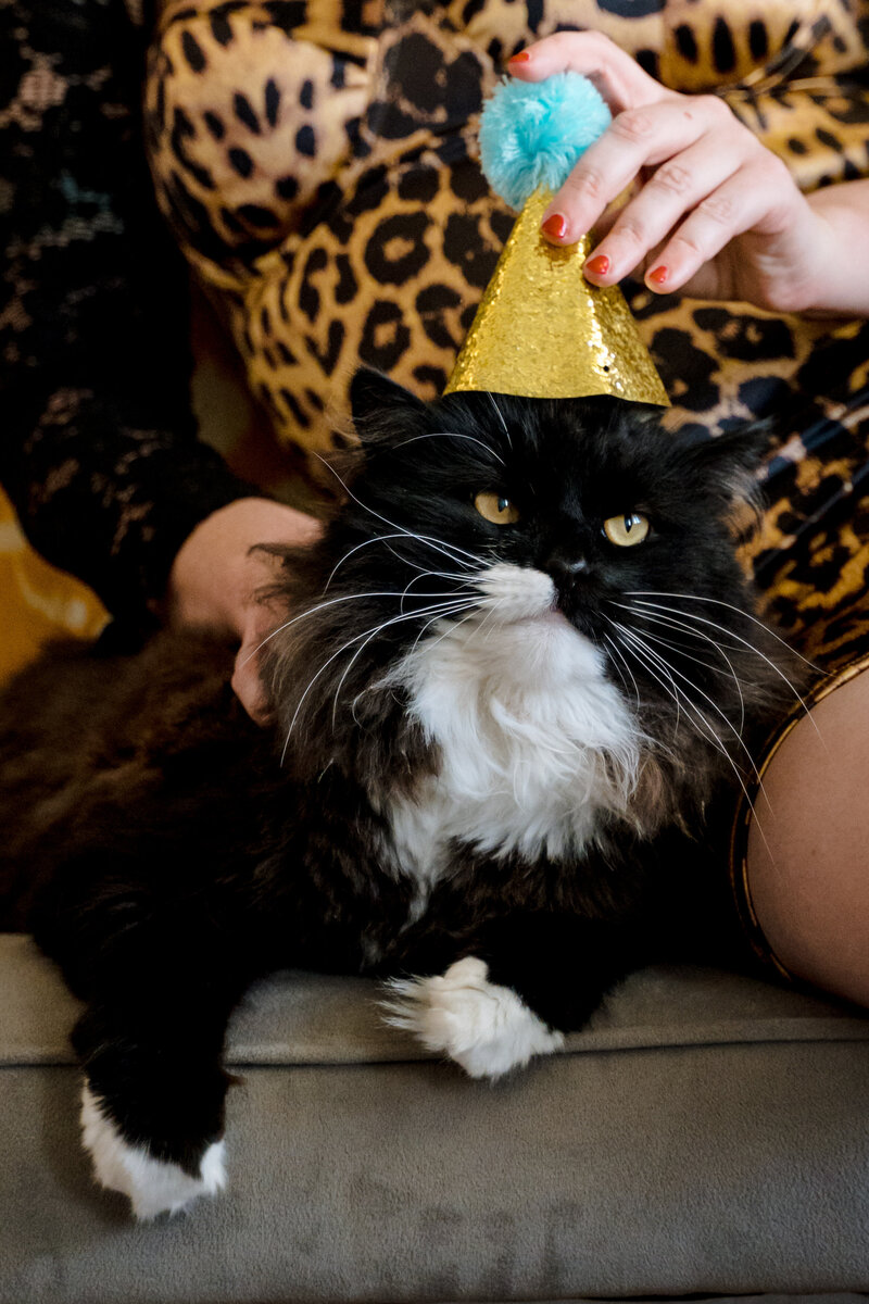 A cat sitting next to a person as they hold a small birthday hat on the cat's head.