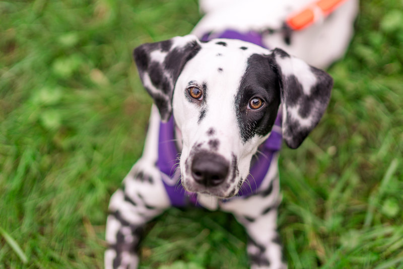 Brooke_Tyson_Walk_For_Paws-1