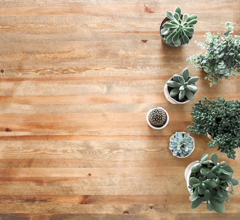 above-ground-photo-of-succulent-plants-on-brown-wooden-board-1470168