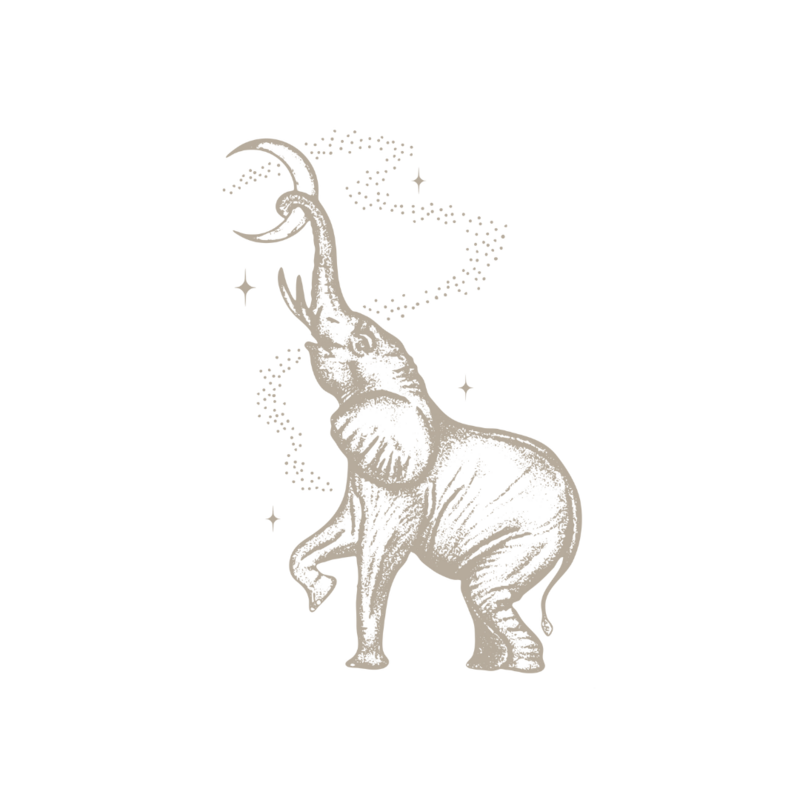 an elephant illustration for the Boston weddinh photographer