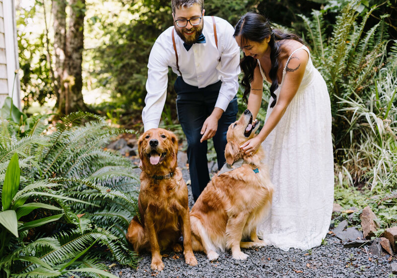eloping with your dogs golden retrievers