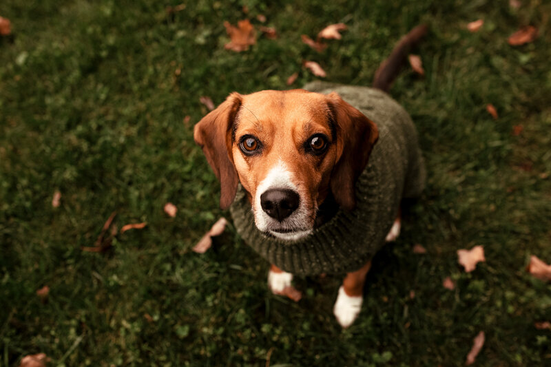 Close up of a beagle wearing a green sweater Vermont Dog Photographer