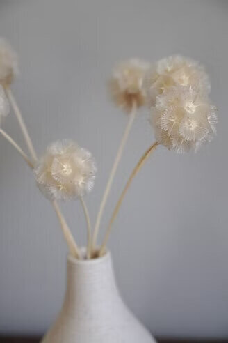 Preserved Scabiosa Bunch (3)