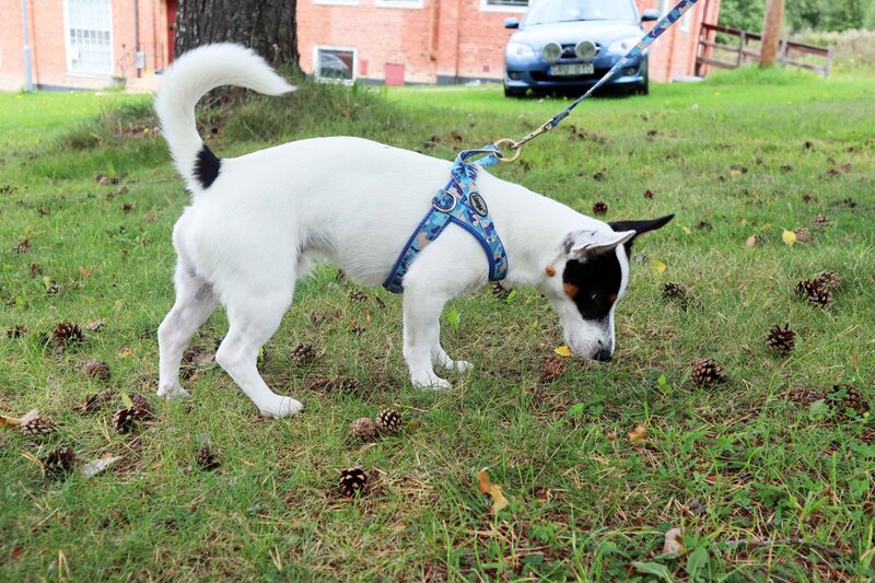 Jack russell Dog sniffing