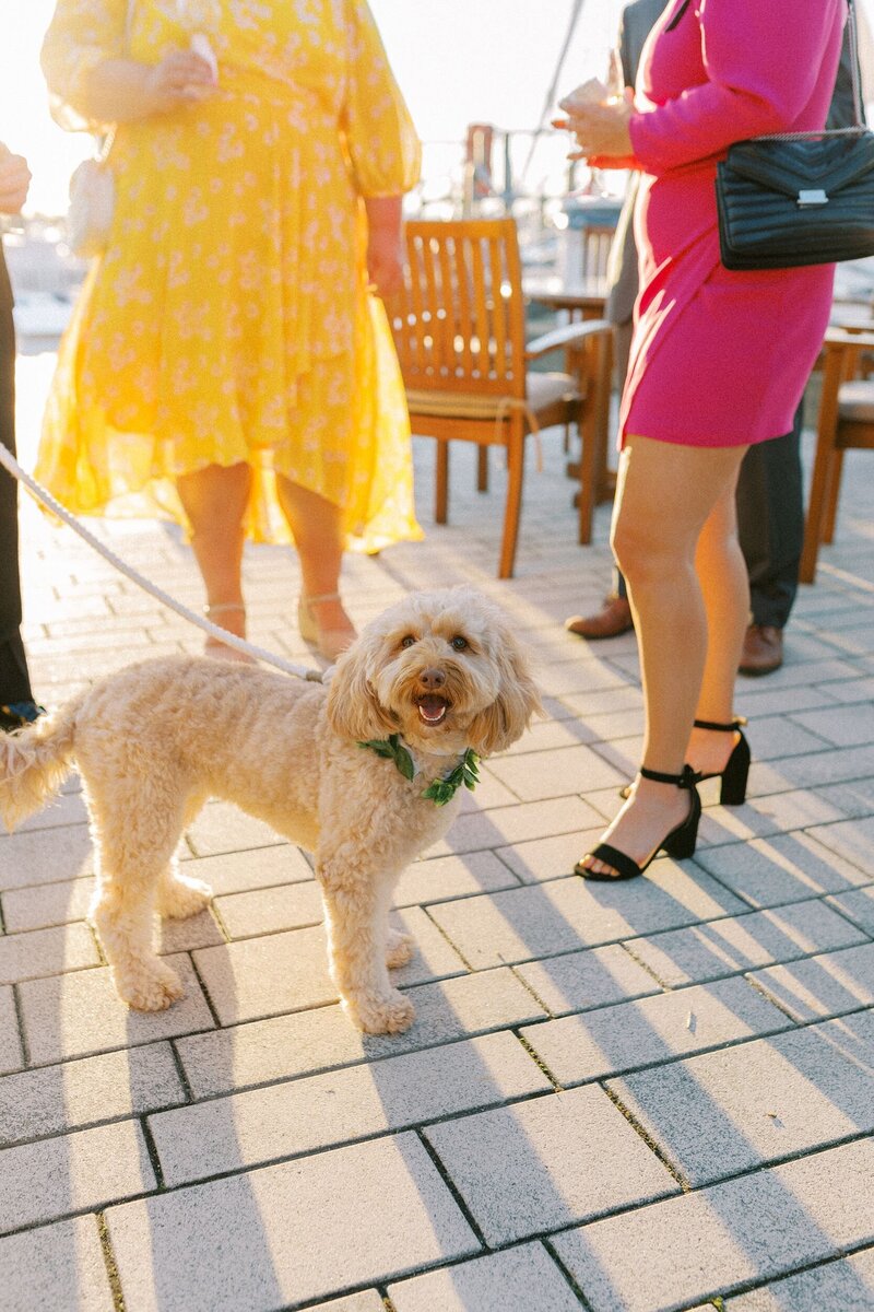 Lindsey and Matt's Newport, Rhode Island wedding