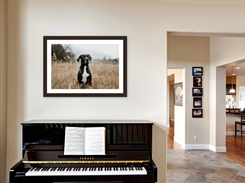 framed dog portrait