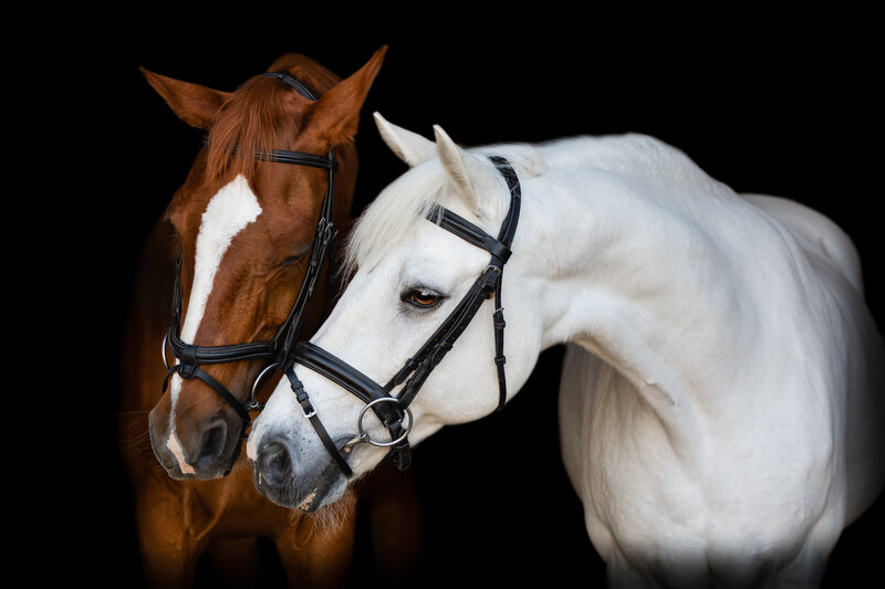 Equine Portraits Two Horses in Orange County California