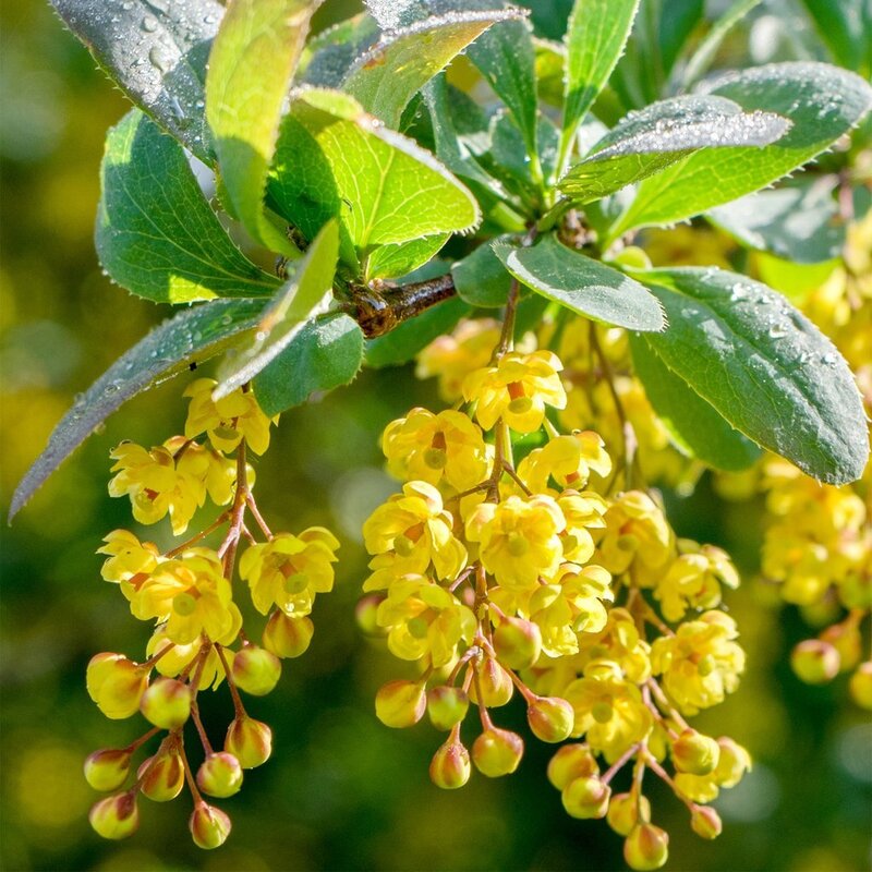 Barberry flowers are used in herbal medicine.