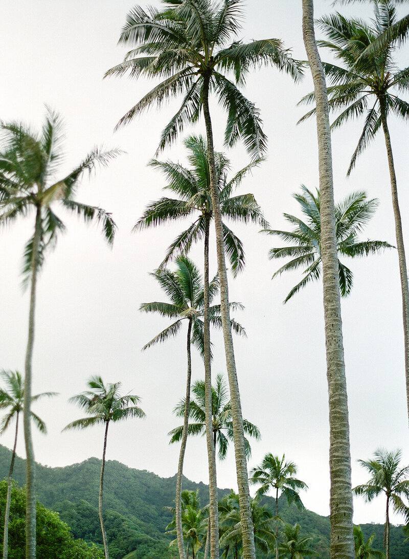 social-squares-moss-green-styled-stock-image006