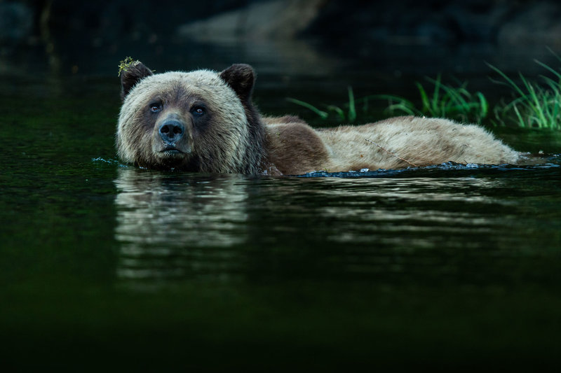 1-2---Traveljar---Grizzly-Bear-in-The-Great-Bear-Rainforest---Nelis-