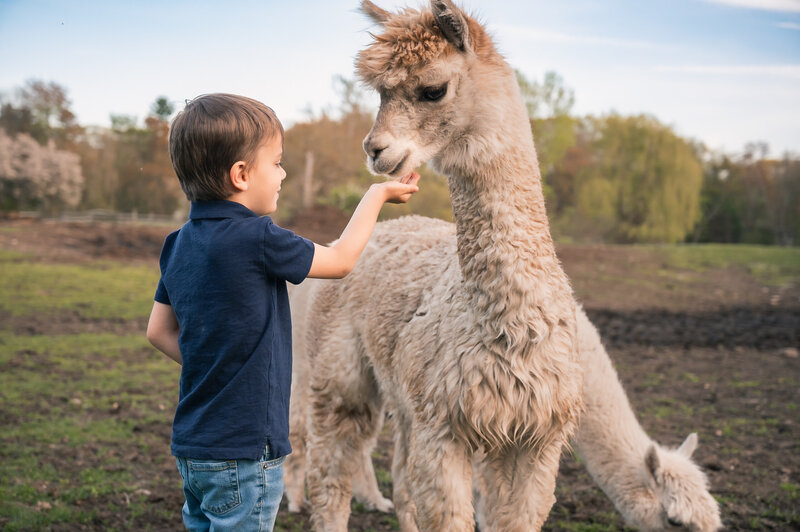 Young boy feeding an alpaca on a farm near Boston