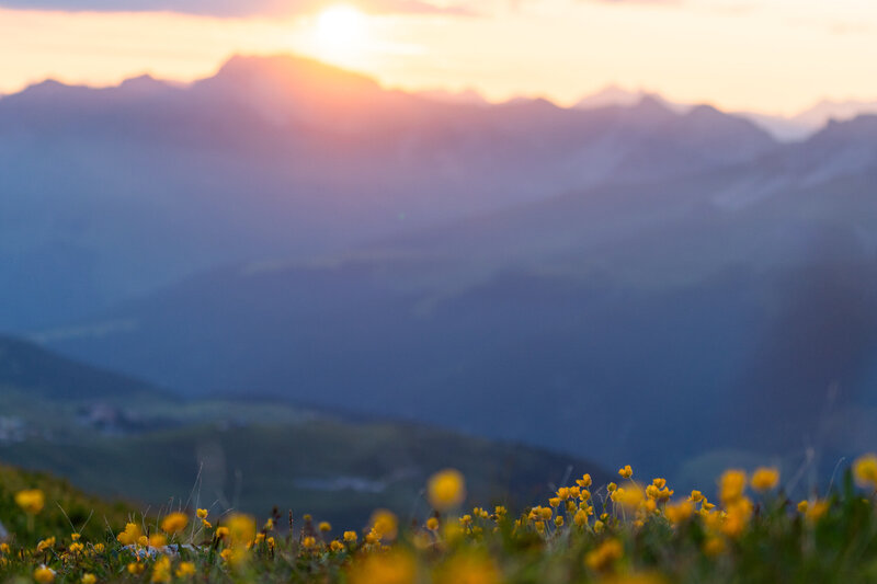 landscape_wildflowers_alps_switzerland