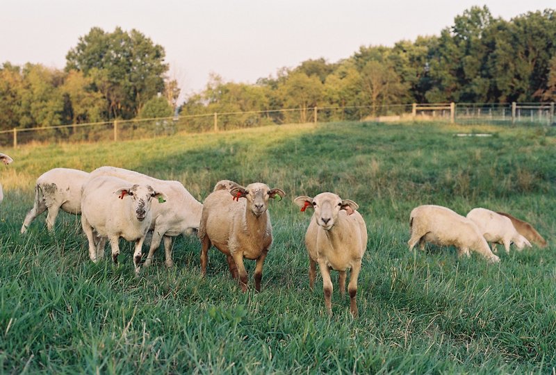A group of katahdin ewe lambs