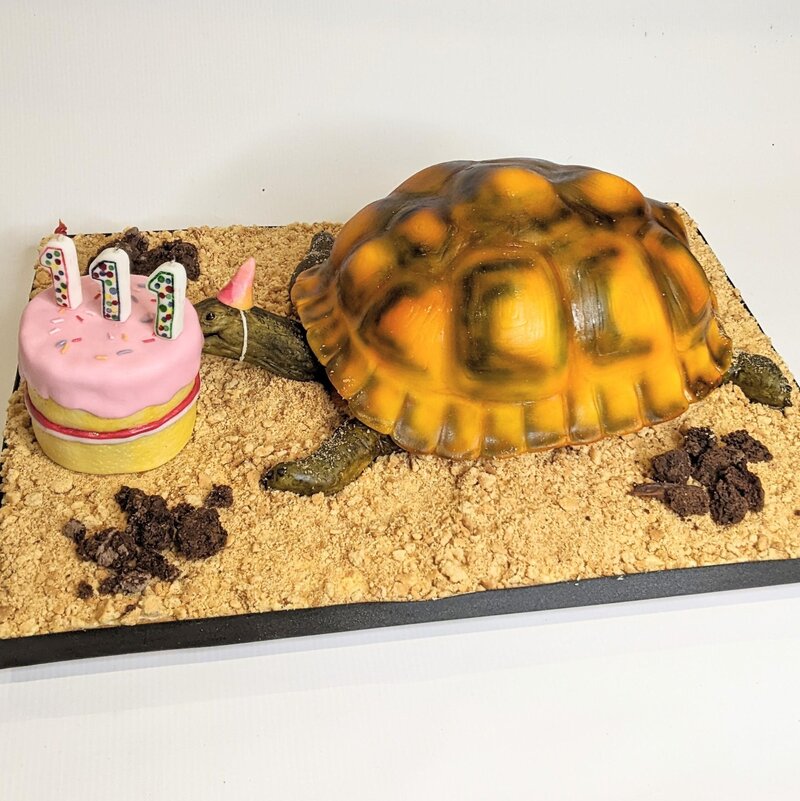 Tortoise celebrating his 111th birthday, carved cake