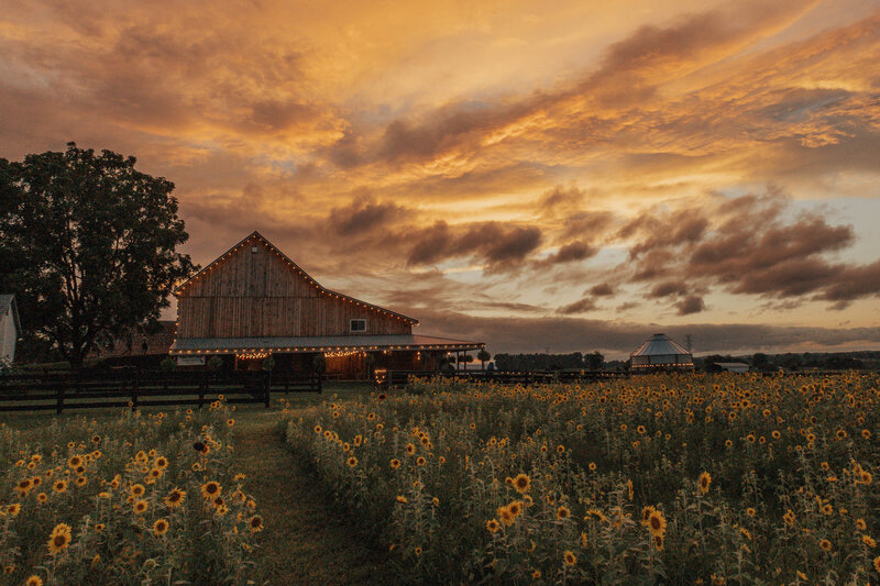 sunflower field with sunset and barn